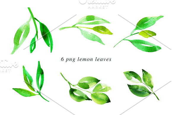 Watercolor Lemon Painting Bundle in Illustrations - product preview 2