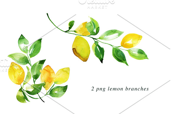 Watercolor Lemon Painting Bundle in Illustrations - product preview 3