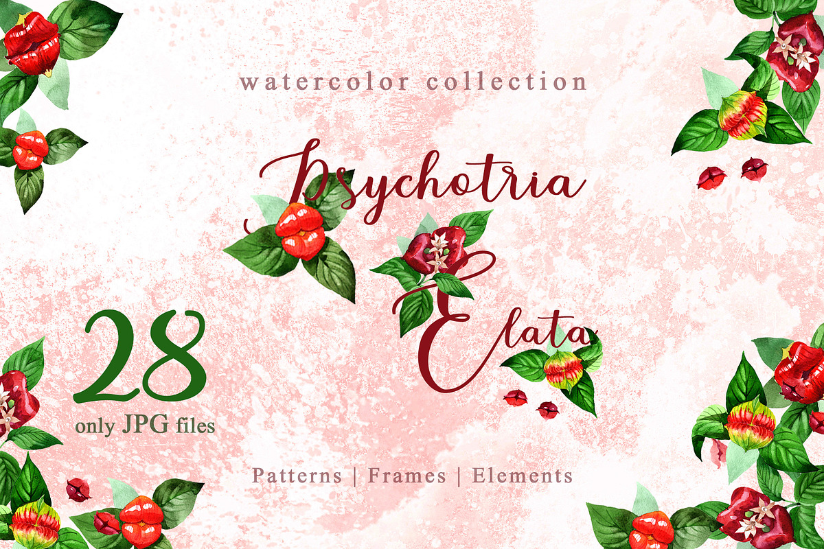  Psychotria elata Watercolor png in Illustrations - product preview 8