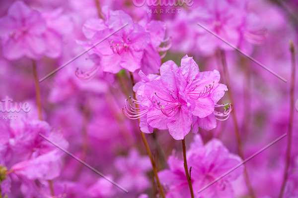 Rhododendron Mucronulatum Korean