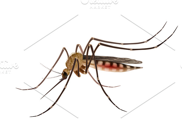 Mosquito realistic illustration