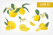 Lemon hand drawn set and seamless