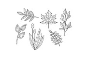 Collection of hand drawn plants