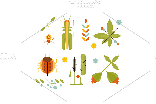Collection of insects and plants
