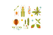 Collection of insects and plants