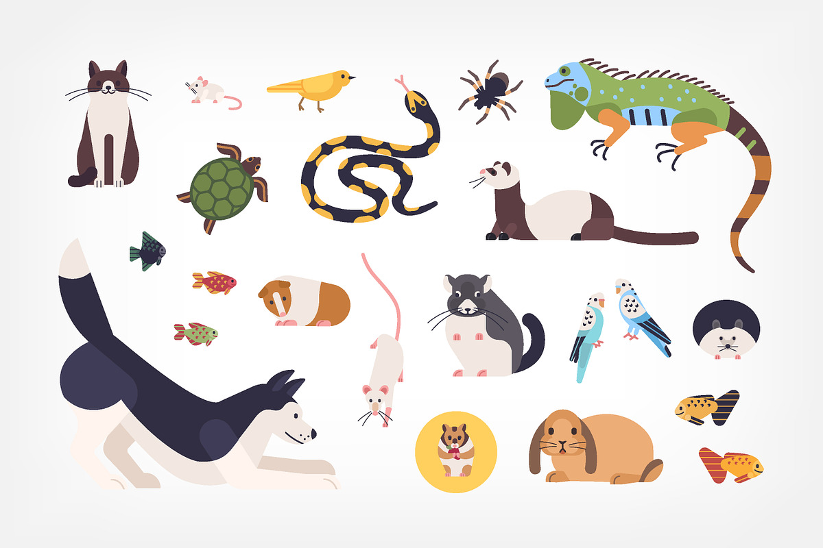 Pets set and seamless in Illustrations - product preview 8