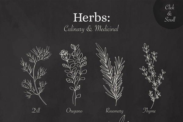 Culinary & Medicinal Herbs