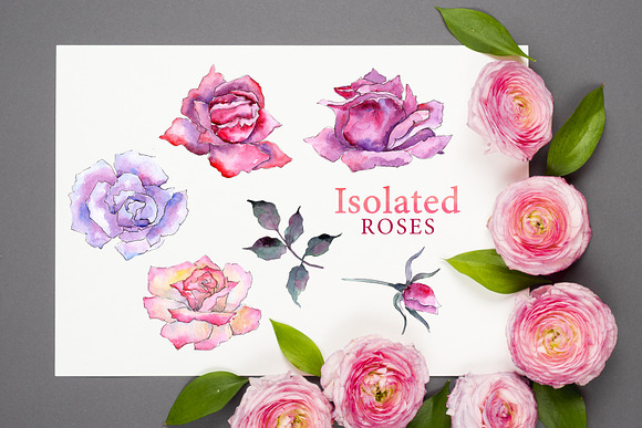 Pink Roses Watercolor png in Illustrations - product preview 5