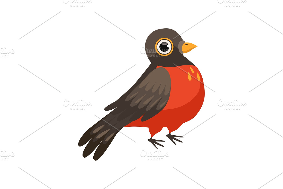 Colorful beautiful robin bird in Illustrations - product preview 8