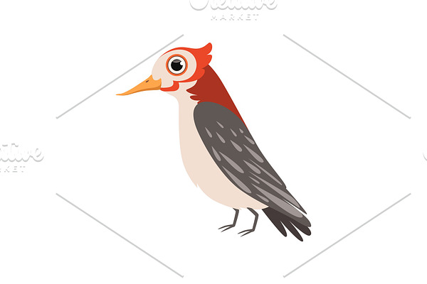 Beautiful cardinal bird vector