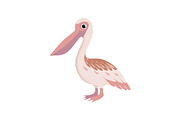 Beautiful pelican bird vector