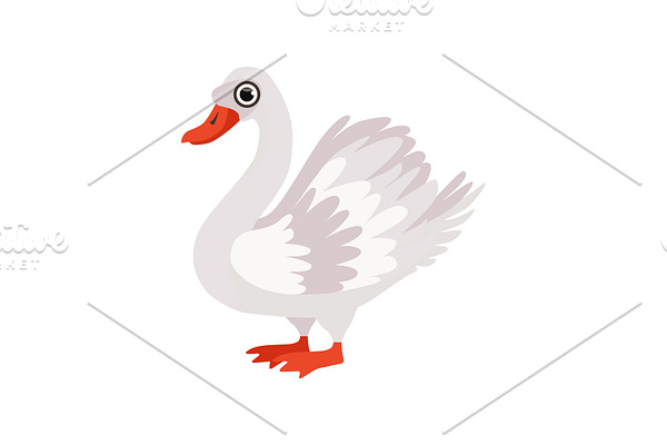 Beautiful swan bird vector