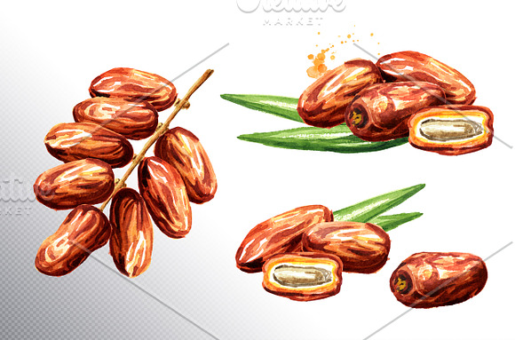 Dates. Watercolor collection in Illustrations - product preview 1