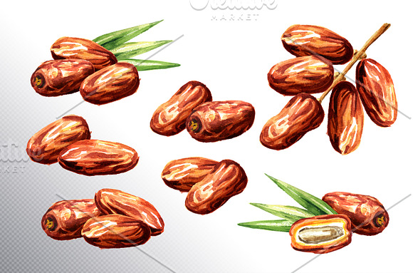 Dates. Watercolor collection in Illustrations - product preview 2