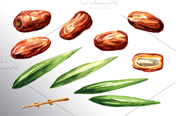Dates. Watercolor collection in Illustrations - product preview 4