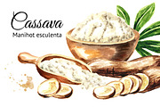 Cassava. Manihot escule
