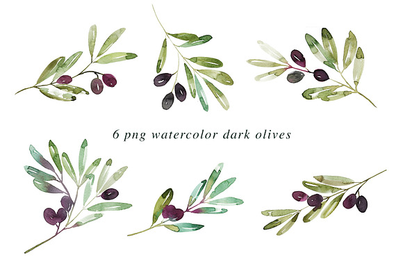 12 Watercolor Olive Branches in Illustrations - product preview 2