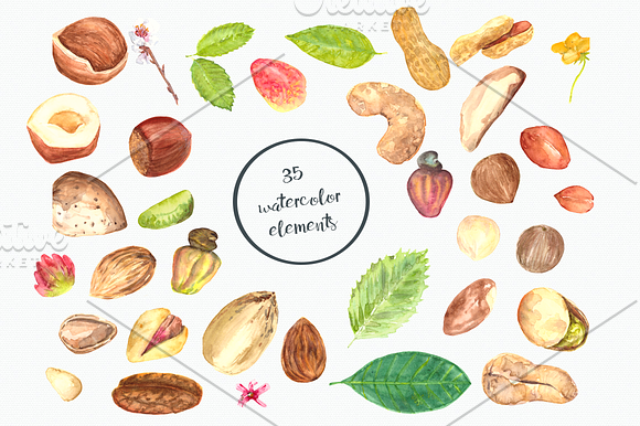 Nuts Watercolor Clip Art Set in Objects - product preview 1