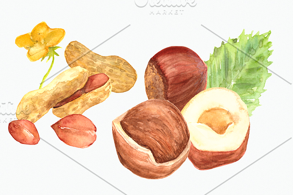 Nuts Watercolor Clip Art Set in Objects - product preview 2