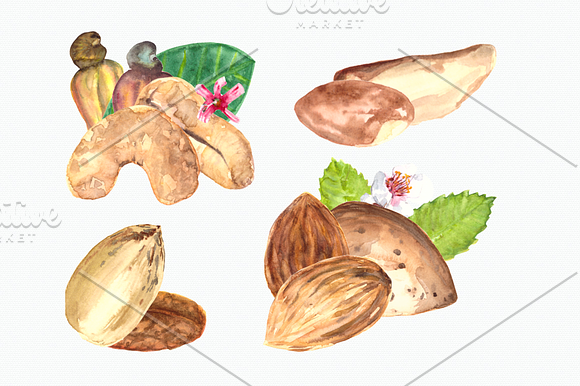 Nuts Watercolor Clip Art Set in Objects - product preview 3