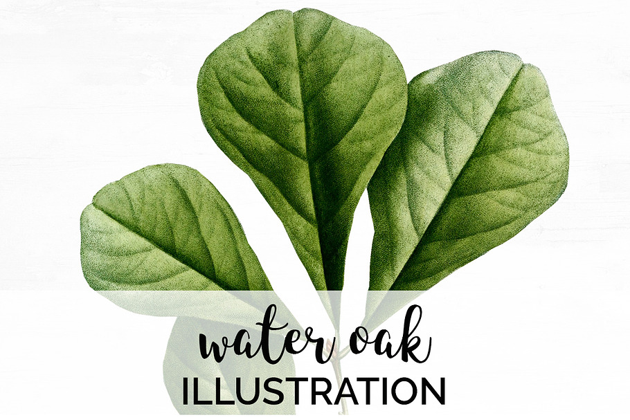 Water Oak Leaf Vintage Leaves in Illustrations - product preview 8