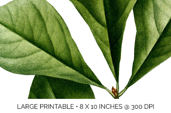 Water Oak Leaf Vintage Leaves in Illustrations - product preview 4