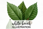 White Beech Leaf Vintage Leaves