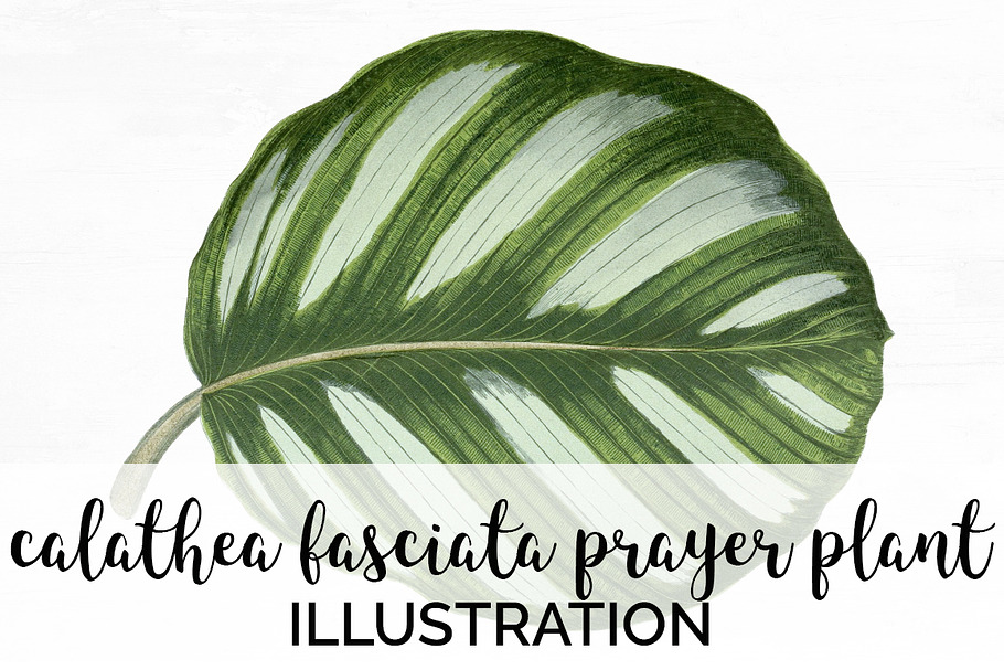 Prayer Plant Calathea Vintage Leaves in Illustrations - product preview 8