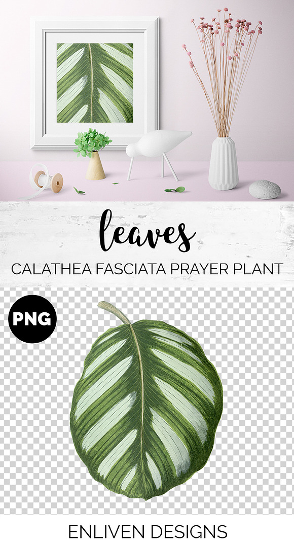 Prayer Plant Calathea Vintage Leaves in Illustrations - product preview 1