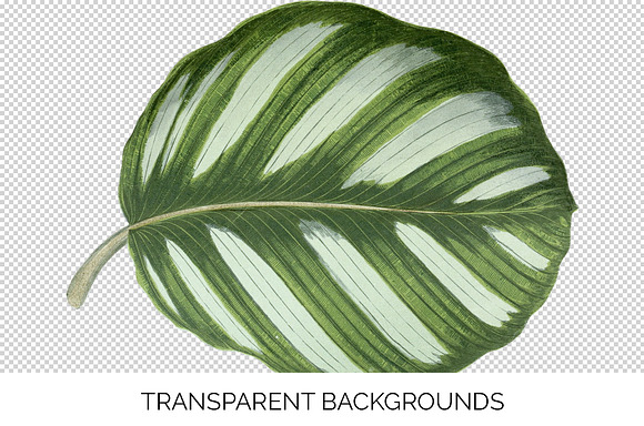 Prayer Plant Calathea Vintage Leaves in Illustrations - product preview 2