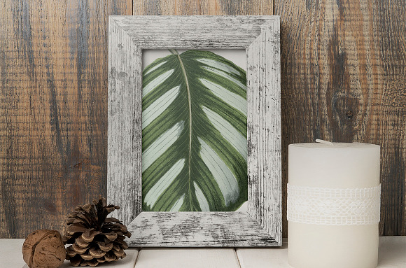 Prayer Plant Calathea Vintage Leaves in Illustrations - product preview 3