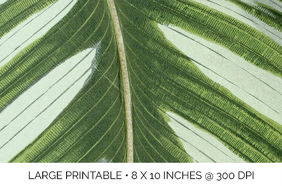 Prayer Plant Calathea Vintage Leaves in Illustrations - product preview 4