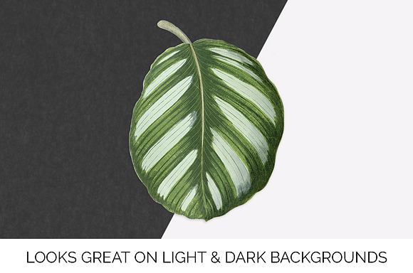 Prayer Plant Calathea Vintage Leaves in Illustrations - product preview 6