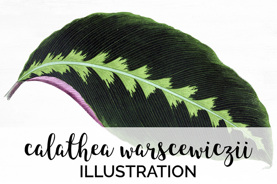 Calathea Leaf Vintage Leaves in Illustrations - product preview 8
