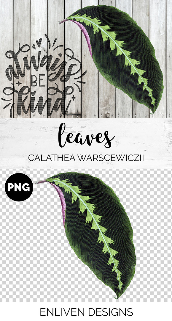 Calathea Leaf Vintage Leaves in Illustrations - product preview 1
