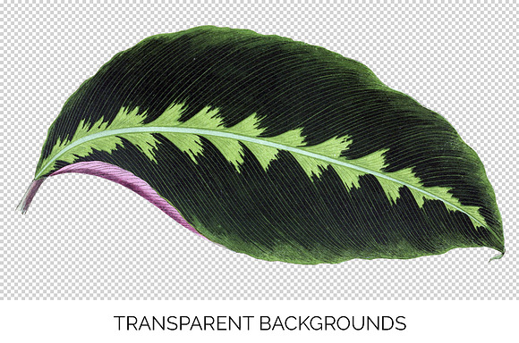 Calathea Leaf Vintage Leaves in Illustrations - product preview 2