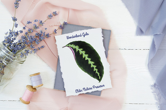 Calathea Leaf Vintage Leaves in Illustrations - product preview 3