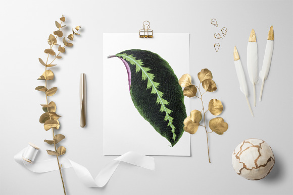 Calathea Leaf Vintage Leaves in Illustrations - product preview 5