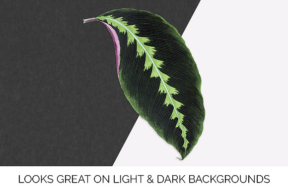 Calathea Leaf Vintage Leaves in Illustrations - product preview 6