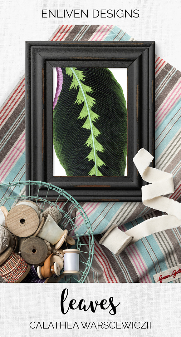 Calathea Leaf Vintage Leaves in Illustrations - product preview 7