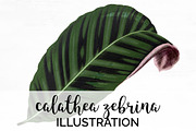 Leaf Vintage Calathea Zebrina Leaves