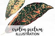 Croton Pictum Leaves Vintage Leaf