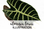 Leaves Vintage Leaf Alocasia Lowii
