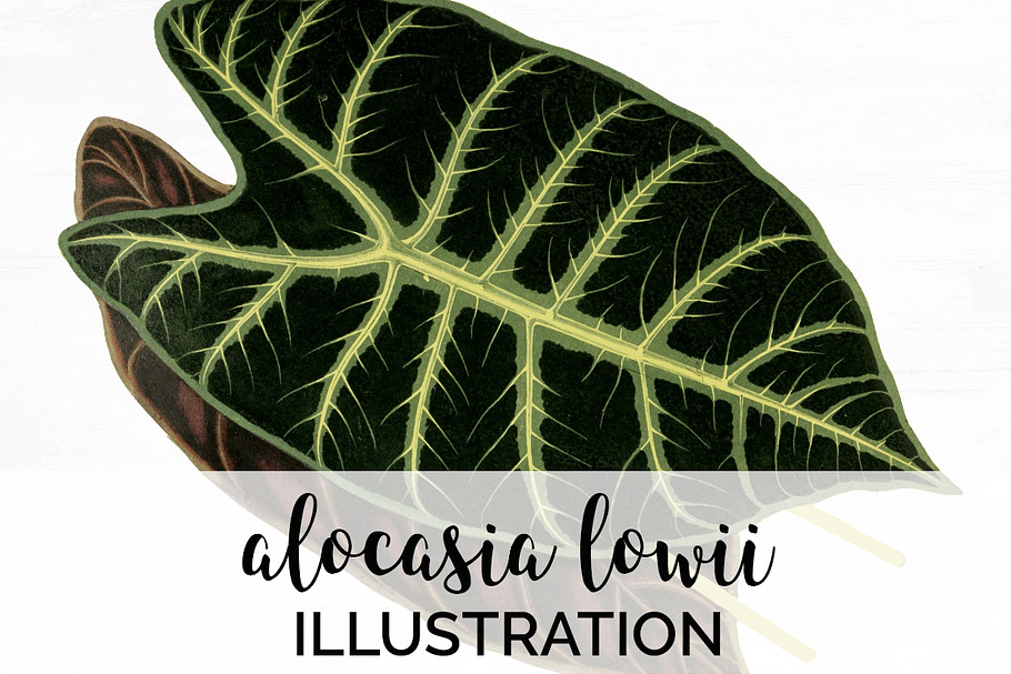 Leaves Vintage Leaf Alocasia Lowii in Illustrations - product preview 8