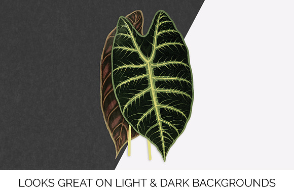 Leaves Vintage Leaf Alocasia Lowii in Illustrations - product preview 1