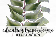 Leaves Vintage Leaf Adiantum