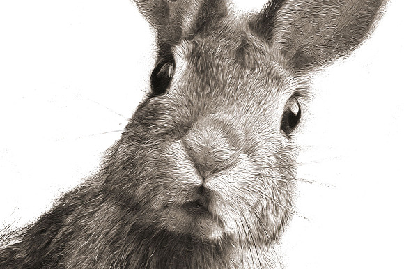Peter Rabbit II in Illustrations - product preview 1