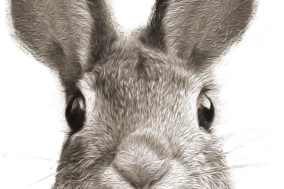 Peter Rabbit II in Illustrations - product preview 2