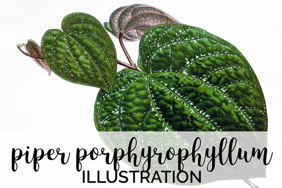 Piper Porphyroph Leaves Vintage Leaf in Illustrations - product preview 8