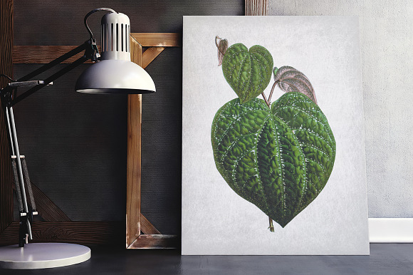 Piper Porphyroph Leaves Vintage Leaf in Illustrations - product preview 1